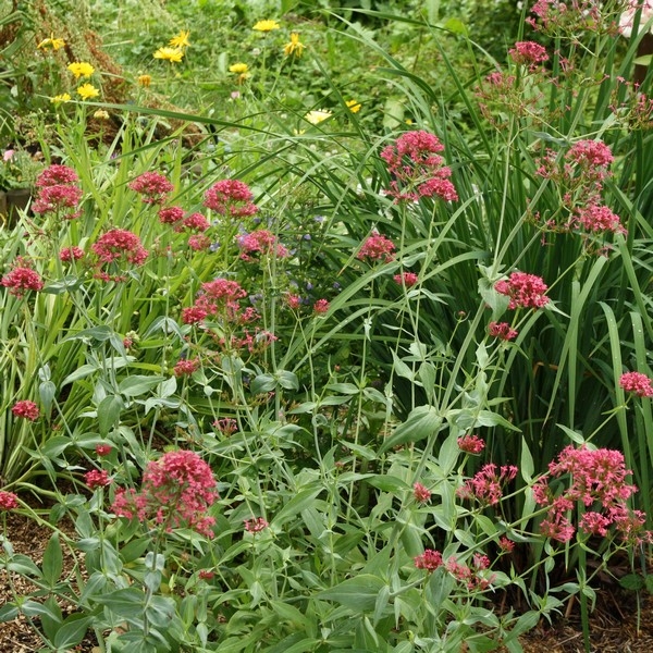 Centranthus ruber - Red valerian - Perennial for dry soil with abundant ...