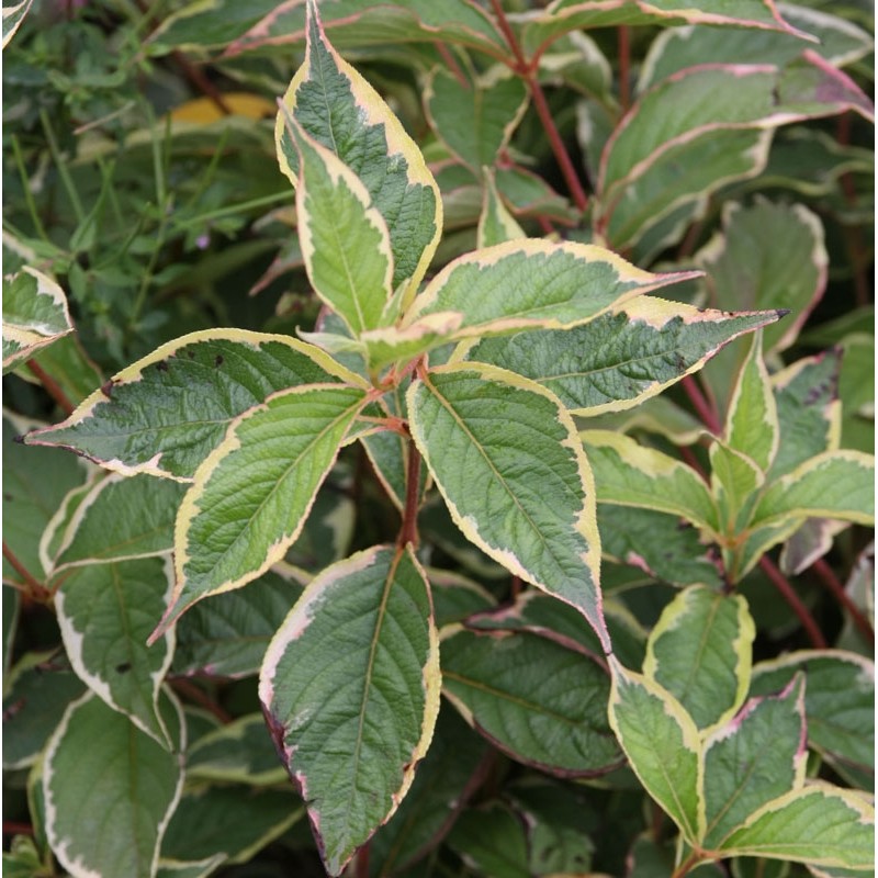 Weigela florida Nana Variegata Variegated Weigela with light pink