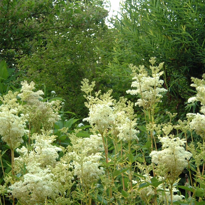 buchsbaum knstlich Buchsbaum Knstlich - Knstliche Pflanzen