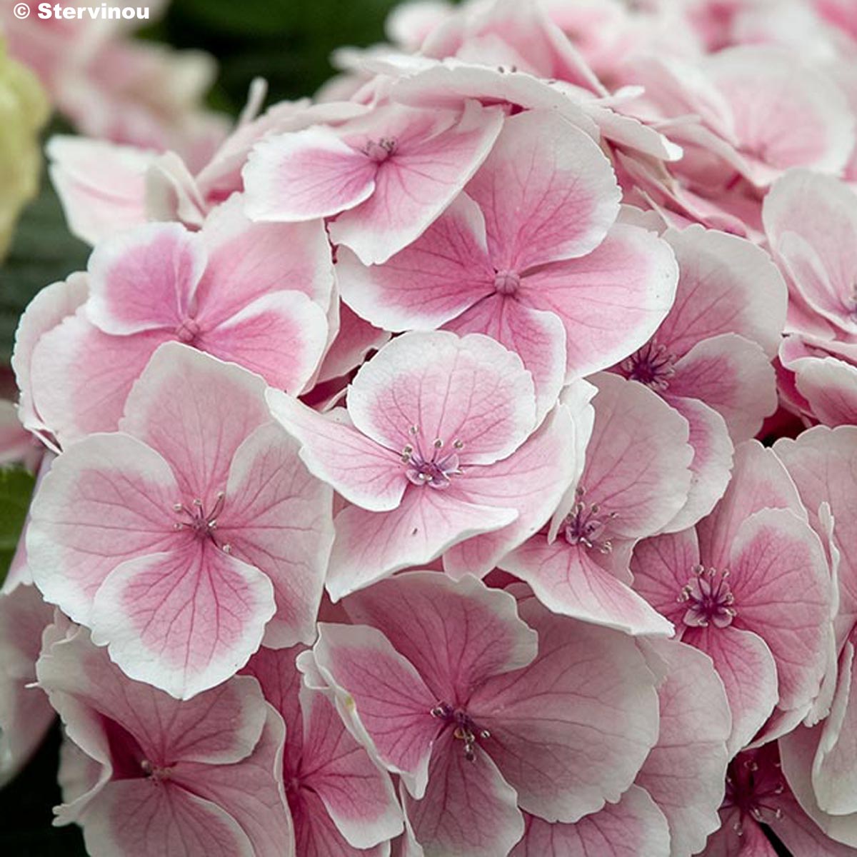 Hydrangea wedding ring on sale