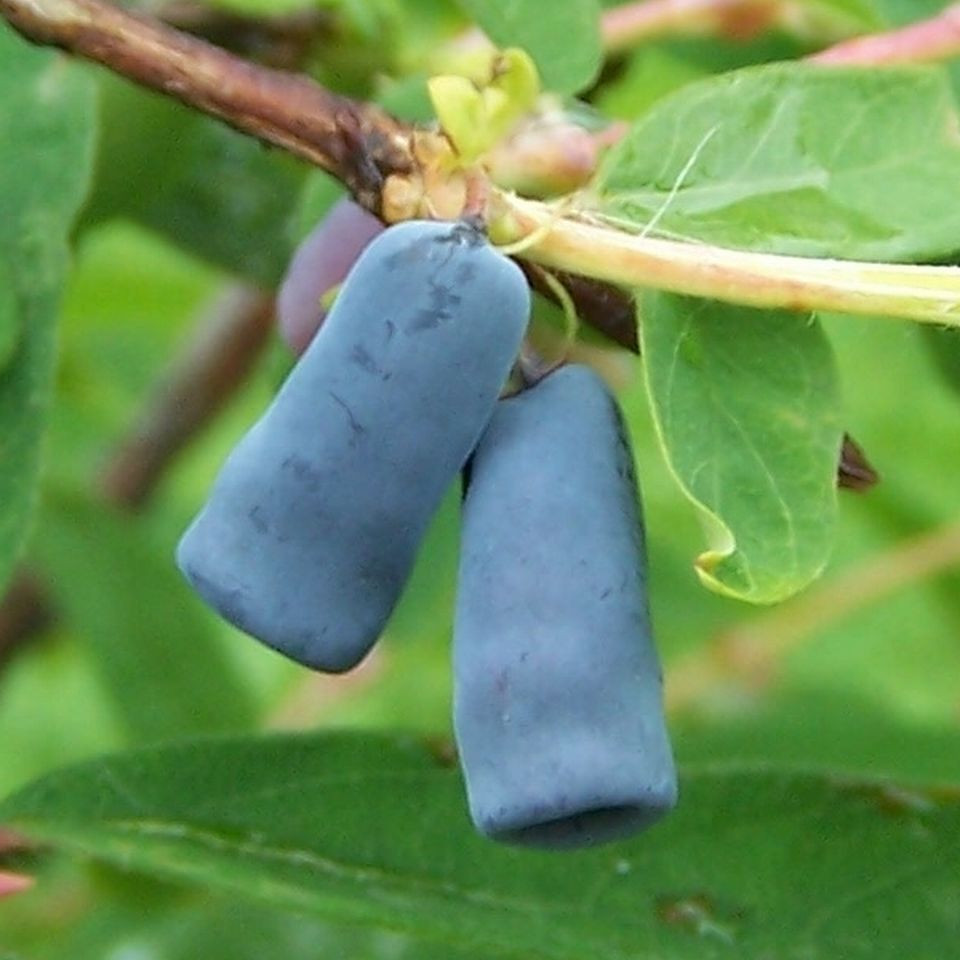 blueberry plant bluecrop Bluecrop Blueberry – Heirloom