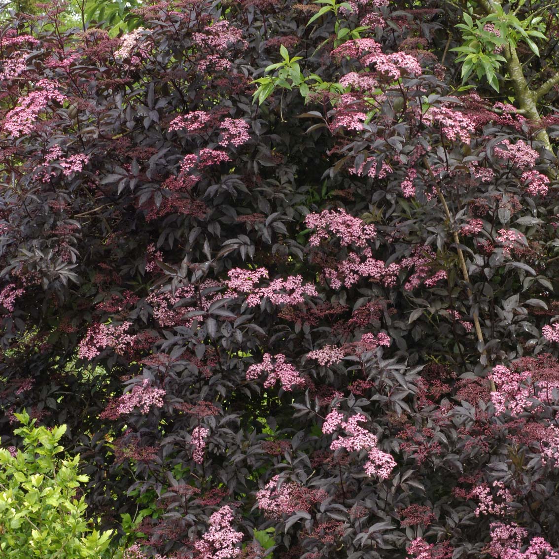 Sambucus nigra Black Beauty Black elderberry with extraordinary water flowers
