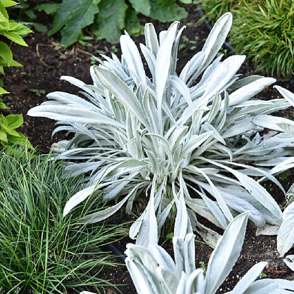 arruda plant Rue main image 0