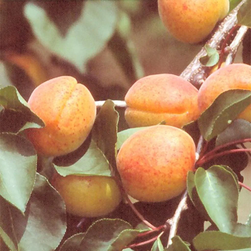 Apricot (Prunus armeniaca) 5 Prunus armeniaca Organic Rouge du Roussillon - Apricot Tree