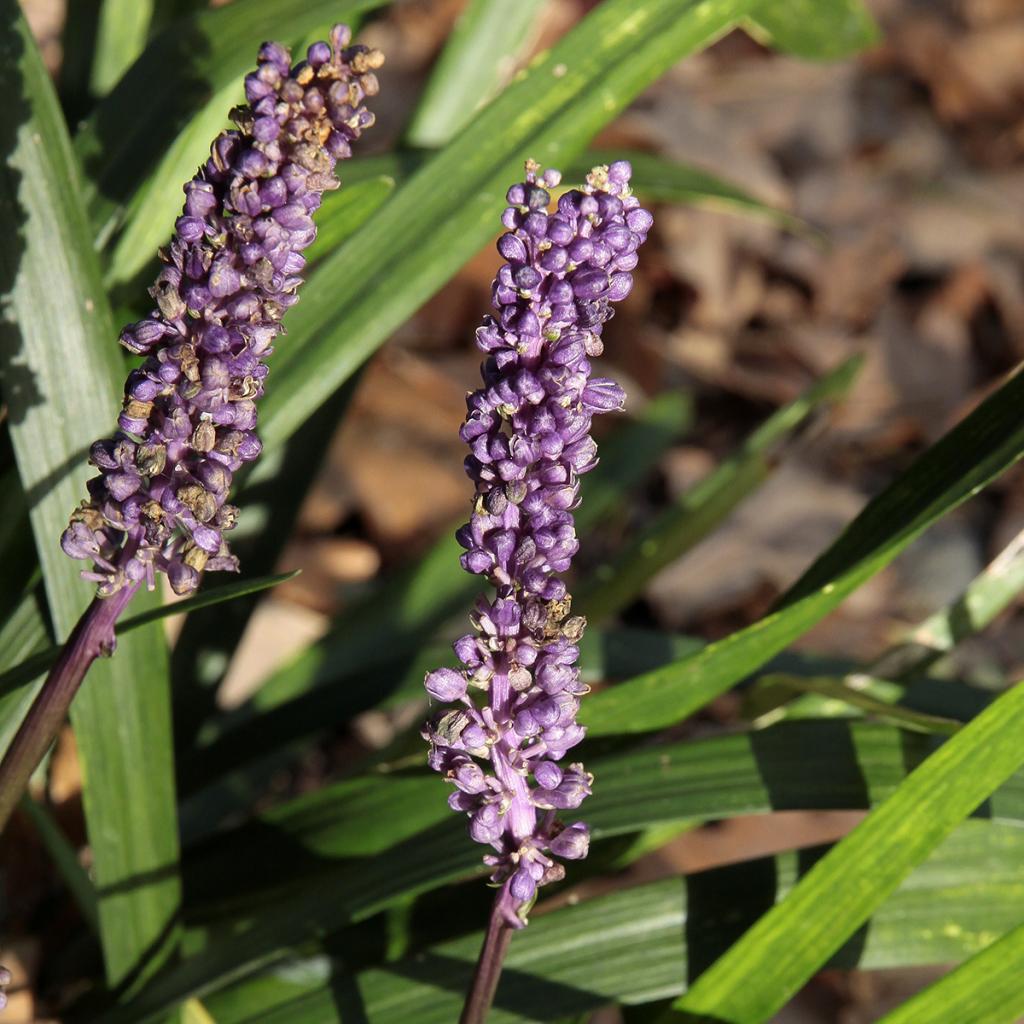 Liriope muscari Royal Purple - Evergreen perennial ground cover with ...