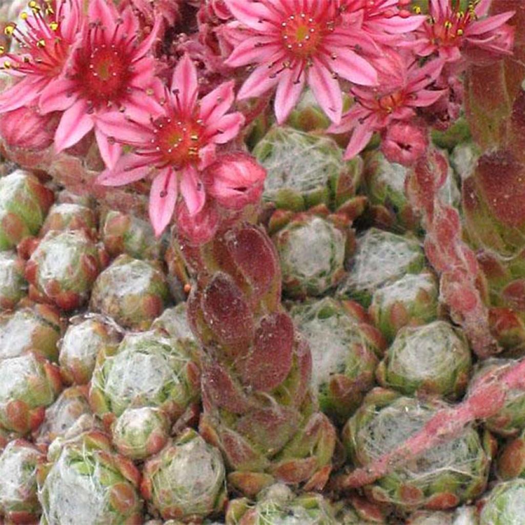 Sempervivum arachnoideum Rubrum Cobweb Houseleek A lovely crimson