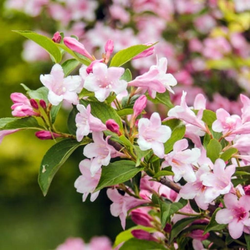 Weigela florida Rosea Abundant flowering pink Weigela, opening pale pink.