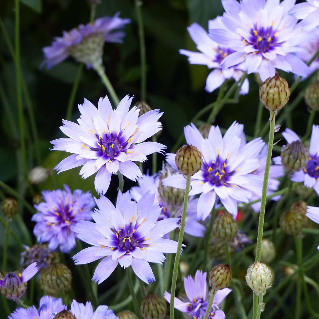 catananche-caerulea