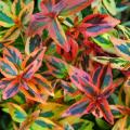 Variegated Abelia