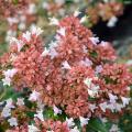 Pink flowered Abelia