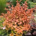 Dwarf Abelia