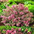 Abelia Grandiflora for pot-growing