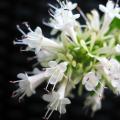 Scented Abelia