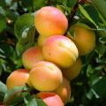 Apricot trees for cooler climates