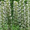 Acanthus