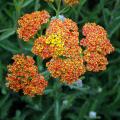 Yellow and orange Achillea