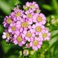 Pink Achillea