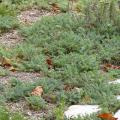 Ground cover Achillea