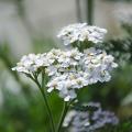 Achillea