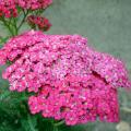 Aromatic Achillea