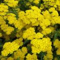 Drought-tolerant Achillea