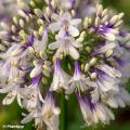 Two-tone Agapanthus