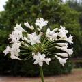 White Agapanthus