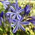 Blue Agapanthus