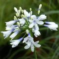 Deciduous Agapanthus