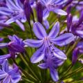 Agapanthus A to Z