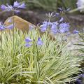 Dwarf Agapanthus