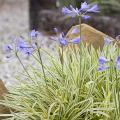 Variegated Agapanthus