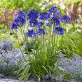 Evergreen Agapanthus