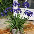 Agapanthus for pots