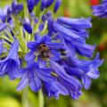 Hardy Agapanthus