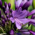 Purple Agapanthus