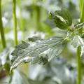 Ornamental foliage Agastache