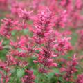 Fragrant Agastache