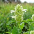 White Agastache