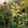 Yellow or orange Agastache