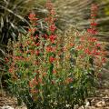 Red Agastache