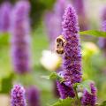 Melliferous Agastache