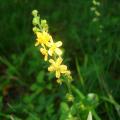 Agrimony