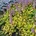 Golden foliage Ajuga