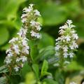 White Ajuga