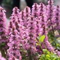 Pink Ajuga