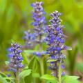 Ajuga for clay soil