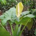 Alocasia