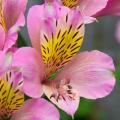 Pink Alstroemerias
