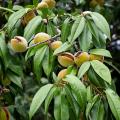 Almond trees